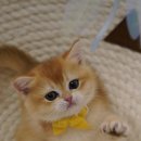 애월캐터리 이미지