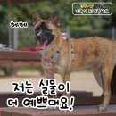 토리 이미지