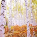 자작나무 이미지