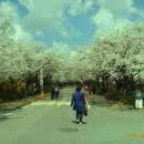 벚꽃 만개한 천안북일고와 천호지 이미지