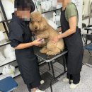 사근농장 네이버블로그