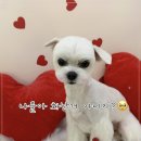 멍멍이 미장원 네이버블로그