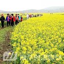 가시리 유채꽃길 이미지