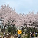 연희옥 연희본점 | [서울 성수동] 서울숲부터 다시 연희동까지 12시간 일상 | 벚꽃구경, 전시회, 맛집