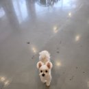 이쁘개몽 | 이쁘개몽: 울산애견미용을 찾는 당신을 위한 최상의 선택