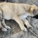 파트너 동물의료센터 이미지