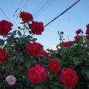 향미마을 이미지