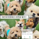 나드리독 네이버블로그