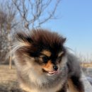 아르르펫 이미지