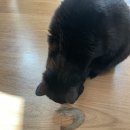 수산우체국 | 강화도 대하 택배 주문 가능한 곳 : 분오수산 내돈내산 솔직 후기