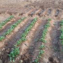 연성농장 이미지