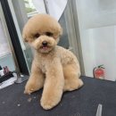 착한애견미용 이미지