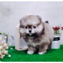 야멍 호텔 네이버블로그