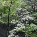 순천 나무숲 | 걷기 좋은 사찰 여행지, 순천 선암사 숲길 산책 후기