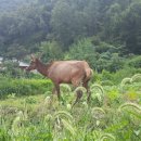 엘크사슴 이미지