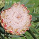 프로티아 Protea 이미지