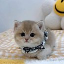 천안고양이 분양 퍼스트캣 본점 이미지