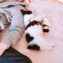 우리 똥강아지 이미지