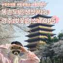 나만 아는 봄꽃 여행지 | 인생샷이라 프로필 사진 1년 동안 안 바꿨던 경주 벚꽃 명소 TOP5 봄 여행지로 경주 진짜 추천해요
