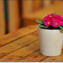 꽃이야기 이미지