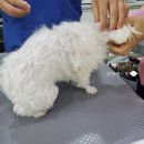 나래종합동물병원 이미지