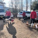 즐거운 애견 이미지