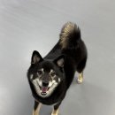 매일행복하개 이미지