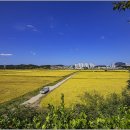 황금들녁 이미지