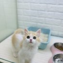 캣초딩 고양이분양 김포구래점 | 김포고양이분양 두번째입양