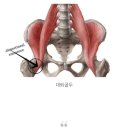 고관절과 대둔근, 햄스트링 이미지