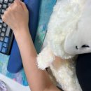 도토리 | 알찬 화요일_줄리초이스 글루타치온, 함박산 등산, 도토리묵밥