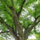 공세리 성지성당 박물관 | 충남 아산 가볼만한곳 공세리성당 성지순례