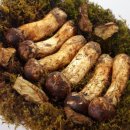 송이마트 이미지