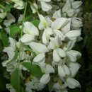 오대산 달빛 이미지