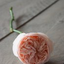 우드하우스 이미지