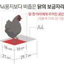 닭의 수난시대 이미지