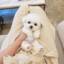 퍼피블랑 이미지