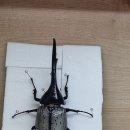 해라클래스 이미지