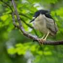 해오라기 [Black-crowned night heron (Nycticorax nycticorax)] 이미지