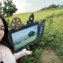 인영농원 | [고창 볼거리]해바라기는 시들, 황화코스모스 만개, 학원농장