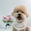 단비네 애견미용 이미지