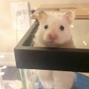 낭만고양이 이미지