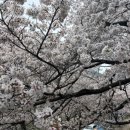 십리벚꽃길 이미지