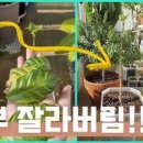 커피나무 키우기 베란다정원 일상 이미지