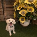 마르댕 | 강아지 비장절제술 이후 후기(1년차)+ 애견 미용 샵 추천