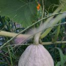 단호박 수확 이미지