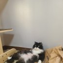 릴리 펫스파 | 부산 고양이 무마취미용-무냥무냥 대연점 [탄산스파 호강짤]