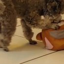 진서동물병원 이미지