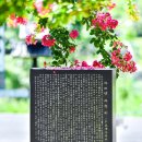 배롱나무꽃 활짝핀 함안 고려동 고즈넉한 풍경 이미지