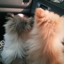 오키도기 이미지